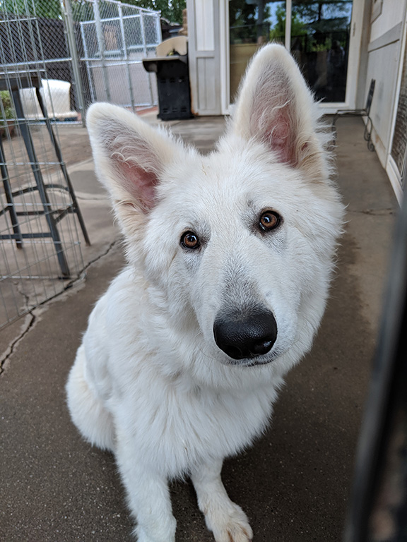 Elsa
