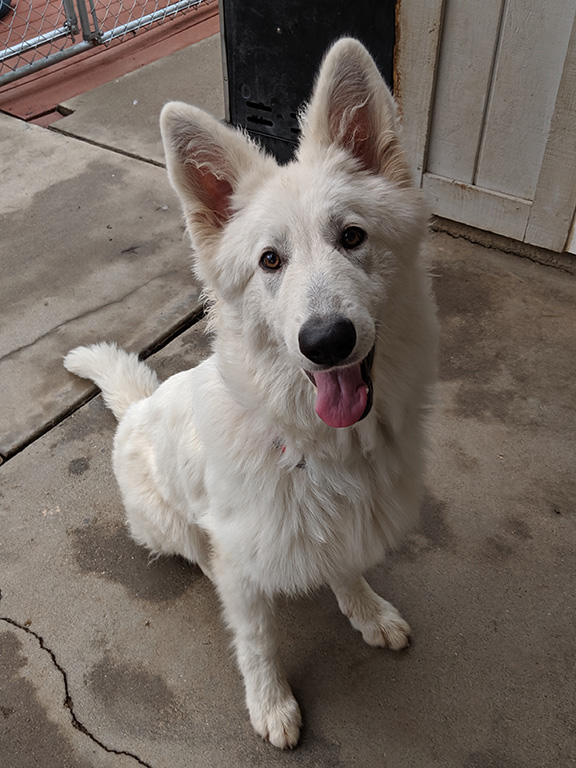 Elsa