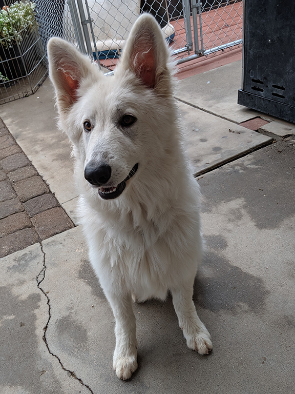 Elsa
