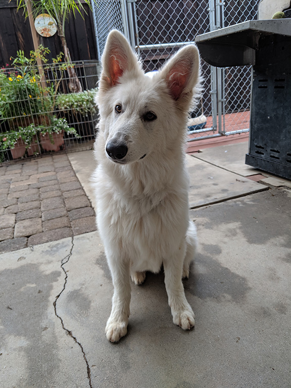 Elsa