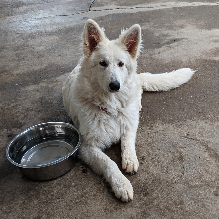 Elsa