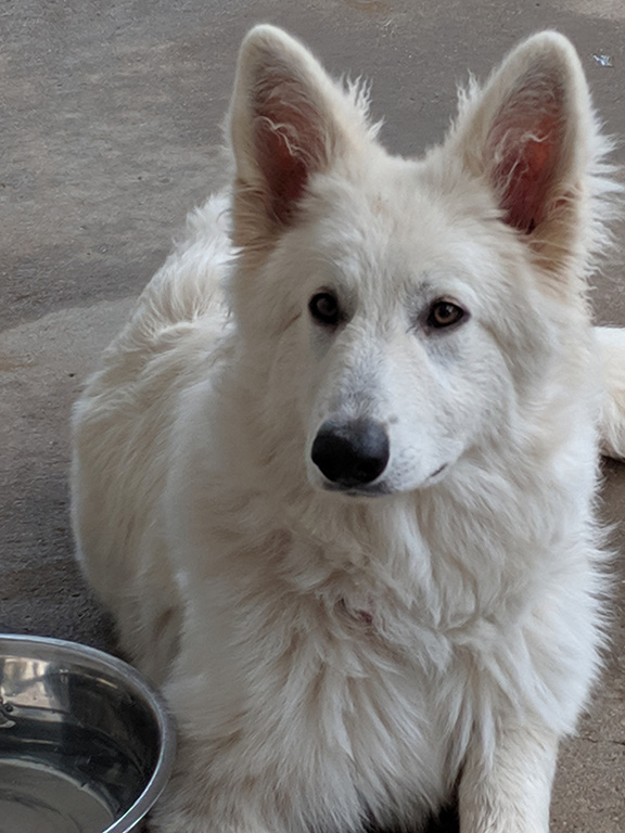 Elsa