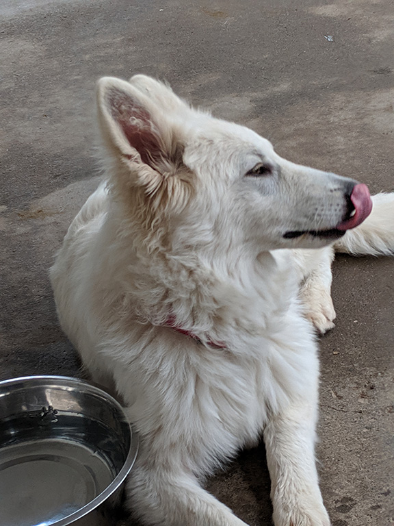 Elsa