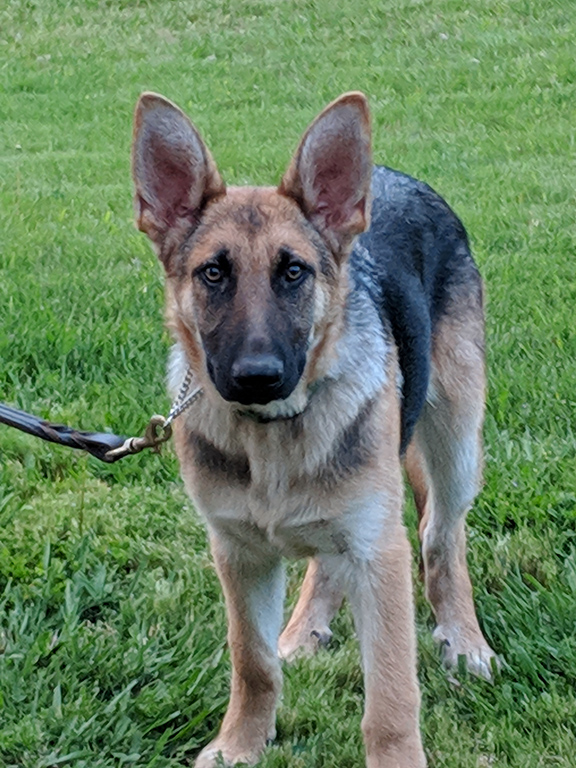 Patton