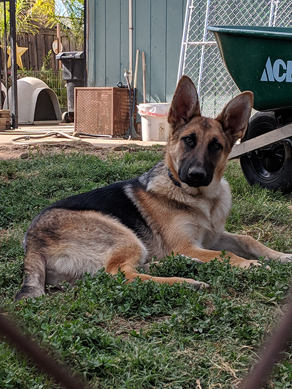 Patton