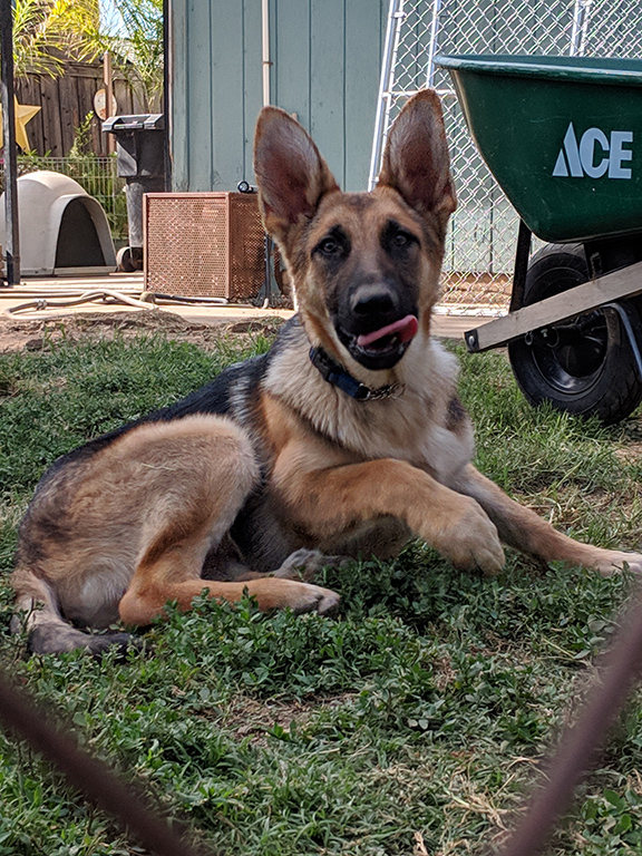 Patton