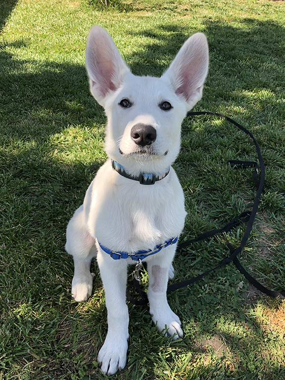 Falcor-/FALKOR