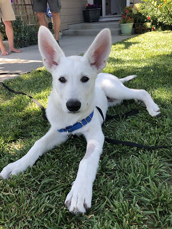 Falcor-/FALKOR