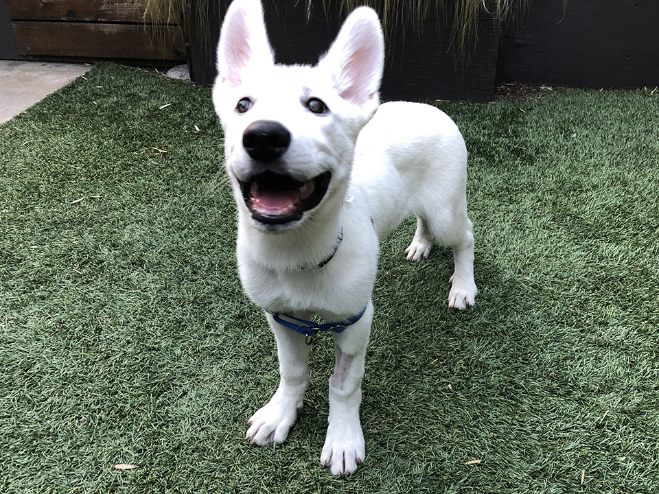 Falcor-/FALKOR