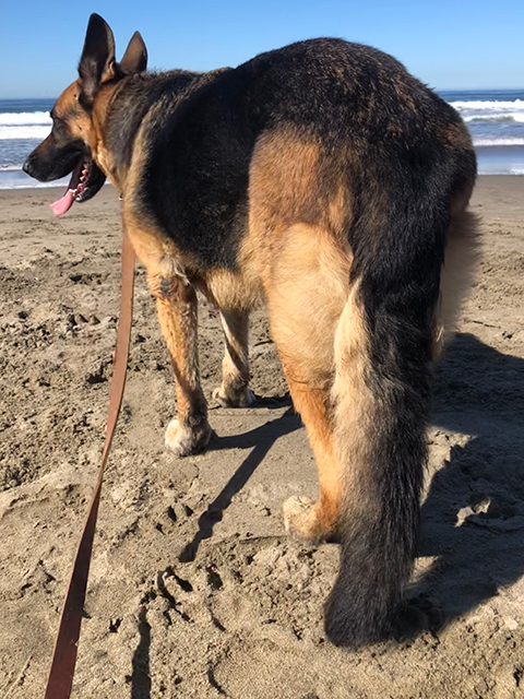 Sebastian