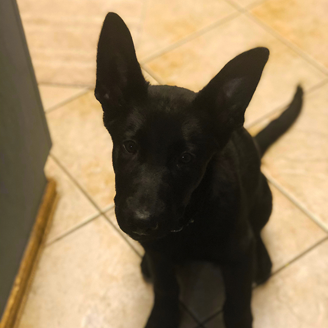 Remy / Jax
