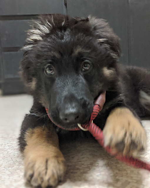 Kenai