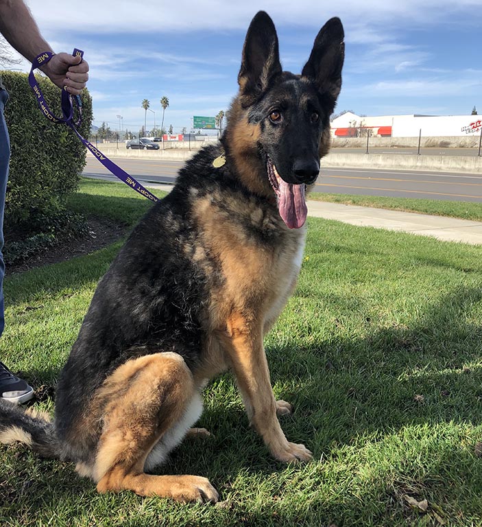 Maximus