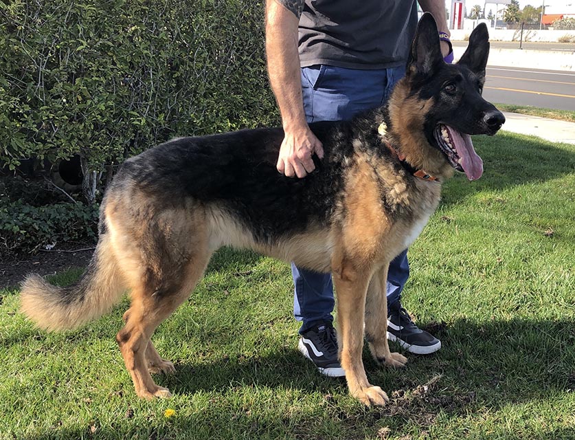 Maximus