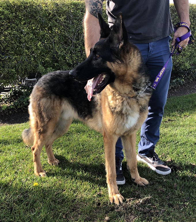 Maximus