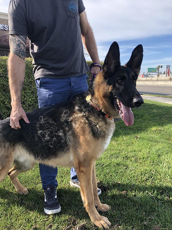 Maximus