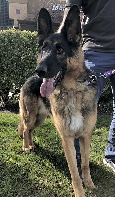 Maximus
