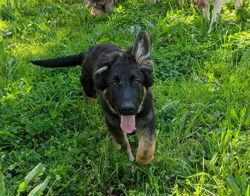 Kenai