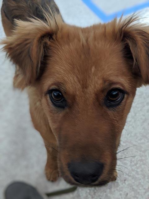 Foxy Amber / Josie