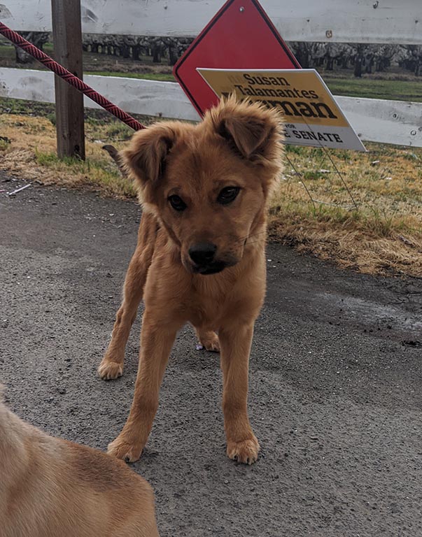 Foxy Amber / Josie