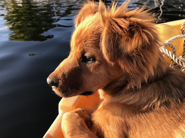 Foxy Amber / Josie