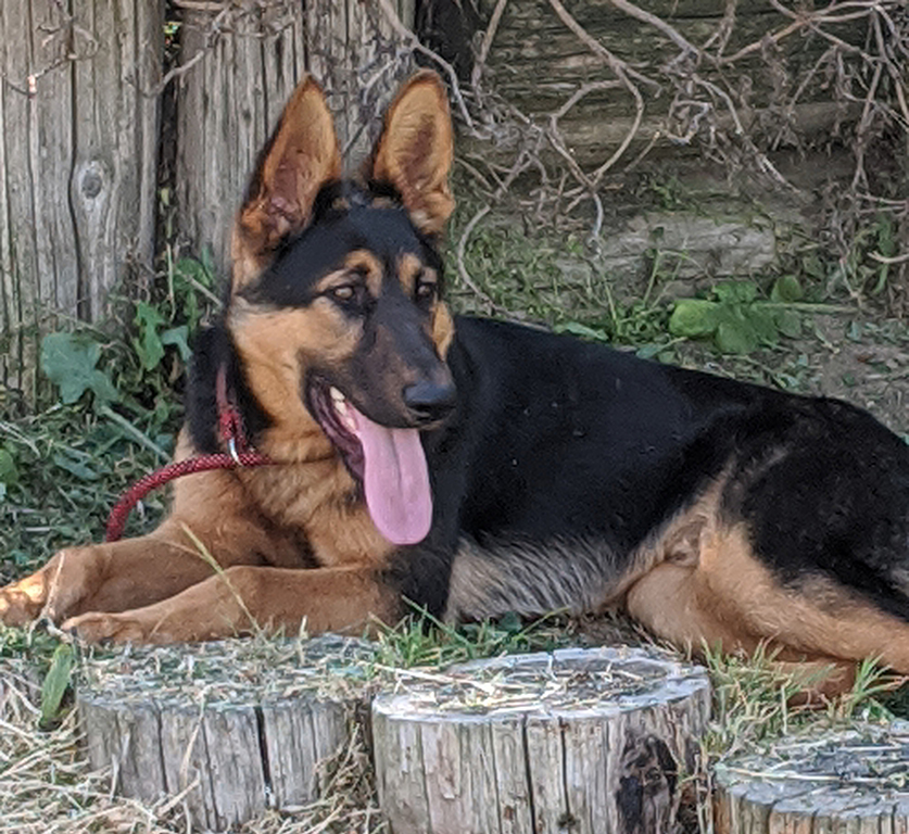 Hondo