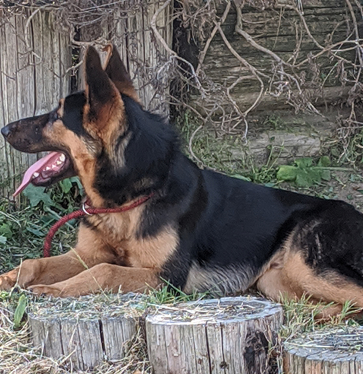 Hondo