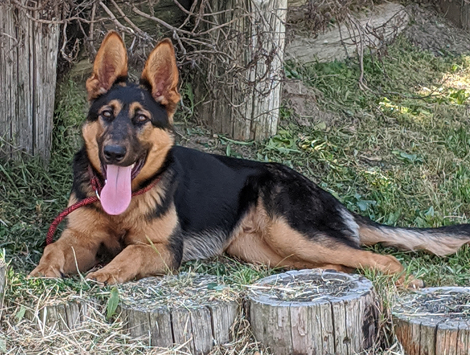 Hondo