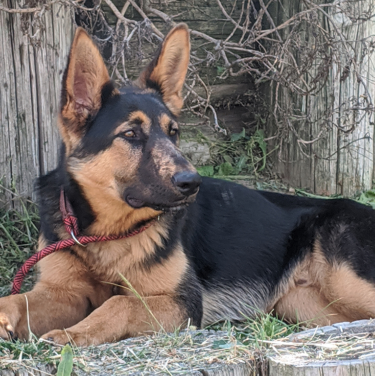 Hondo