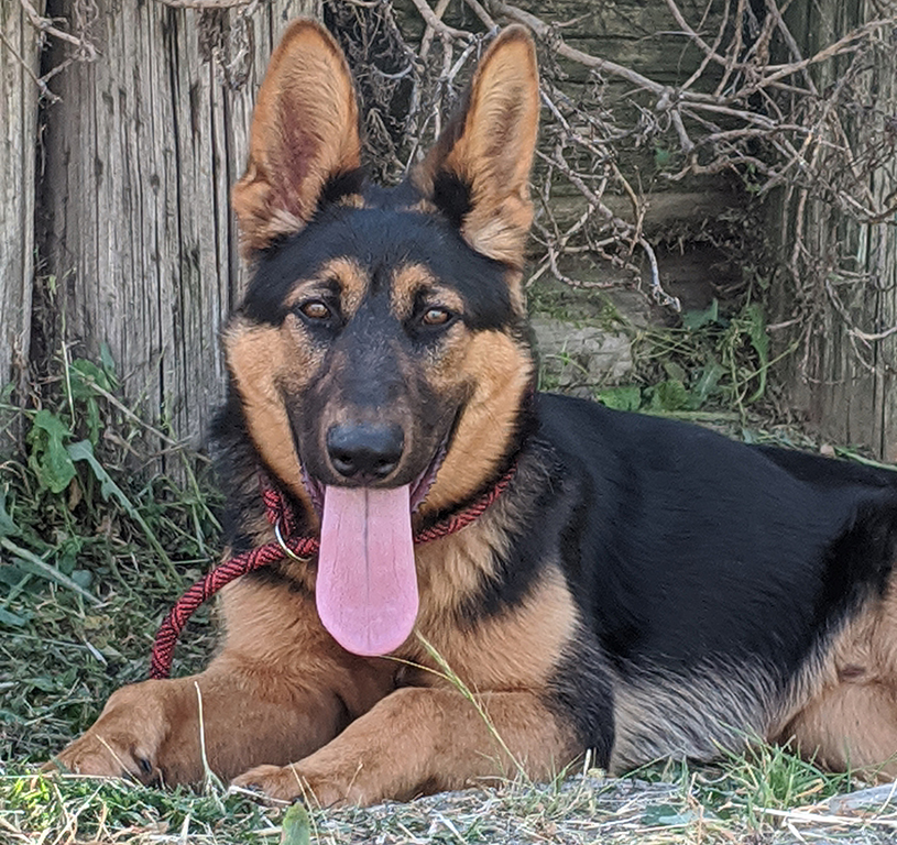 Hondo