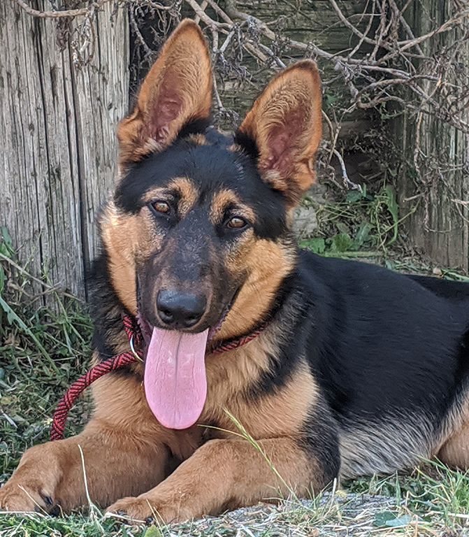Hondo