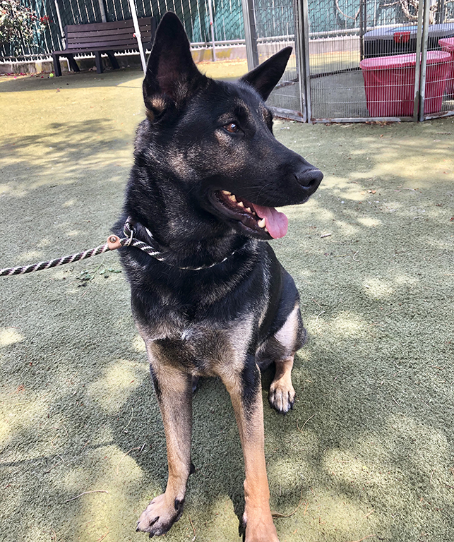 female german shepherd for adoption