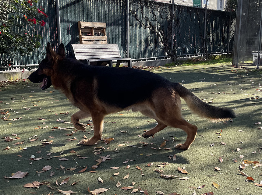 Rocco '21