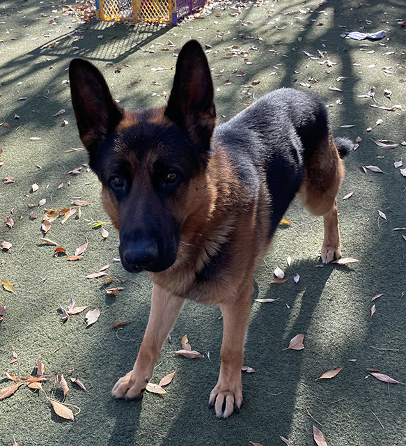 Rocco '21