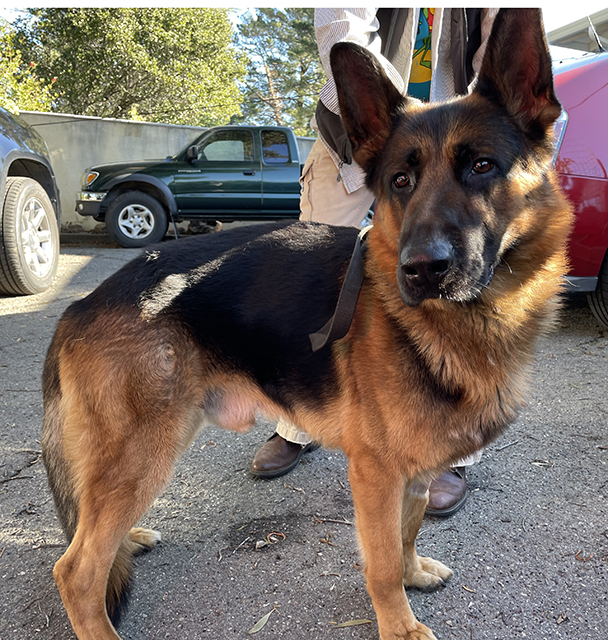 Rocco '21