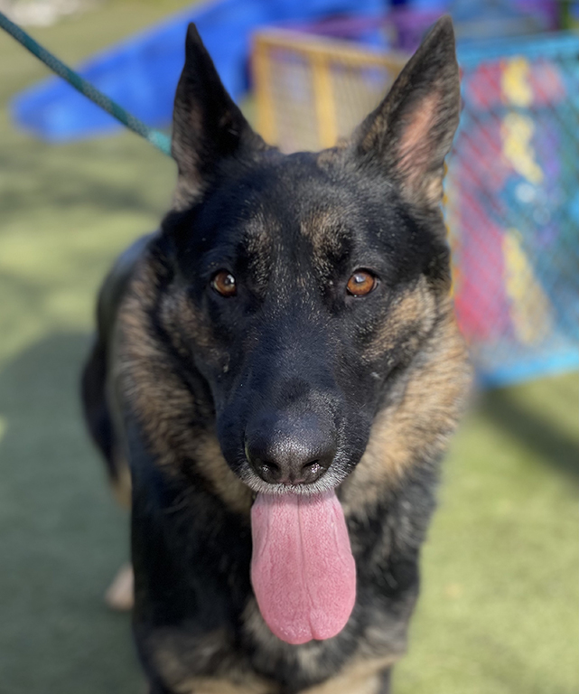Duchess (Dutch)