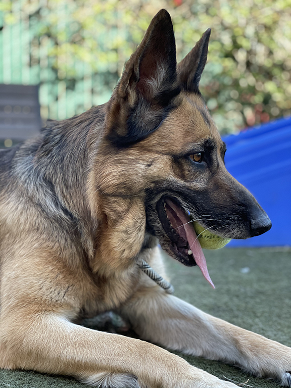 Anja 