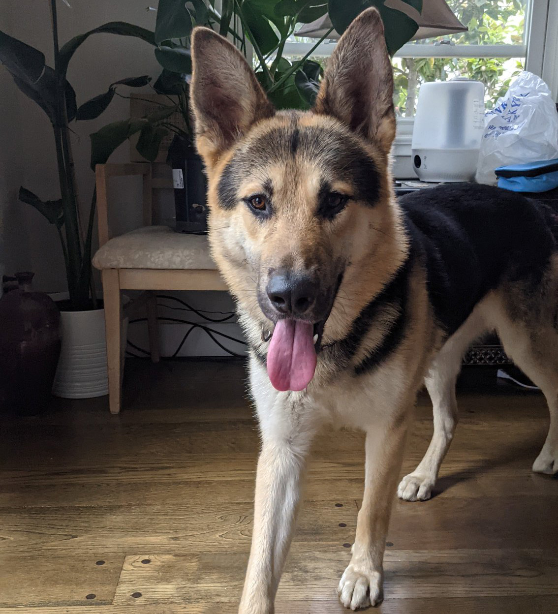 Odin