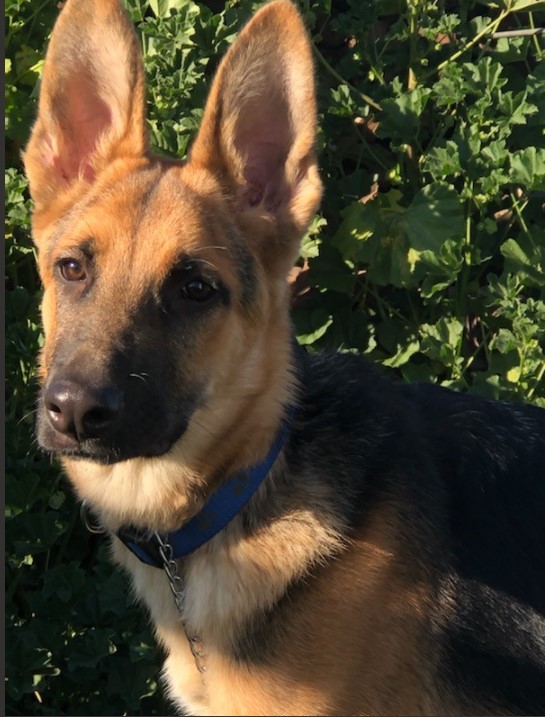 Golden gate german shepherd rescue hot sale