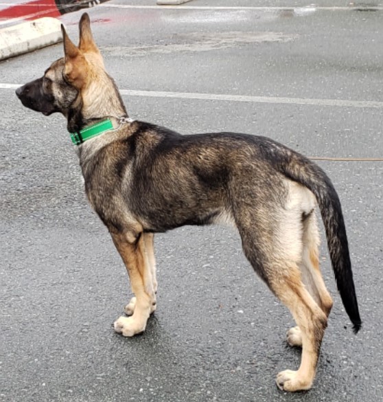Xena