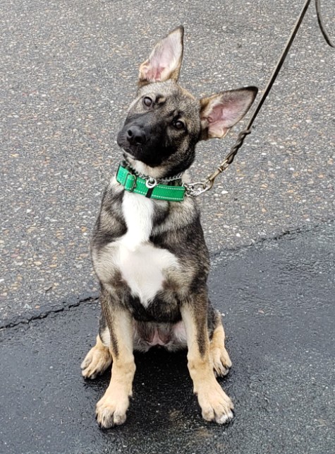 Xena