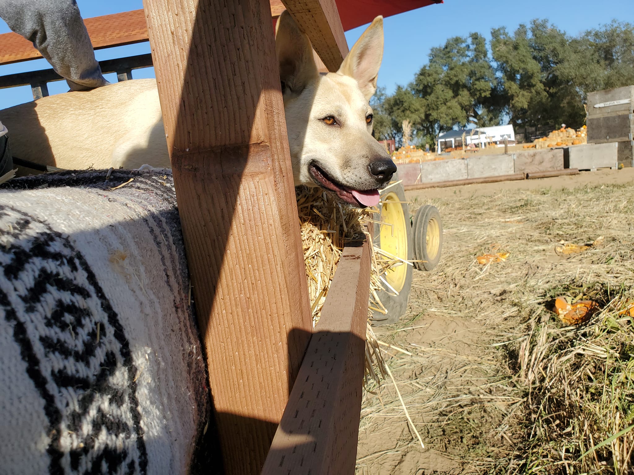 Maggie