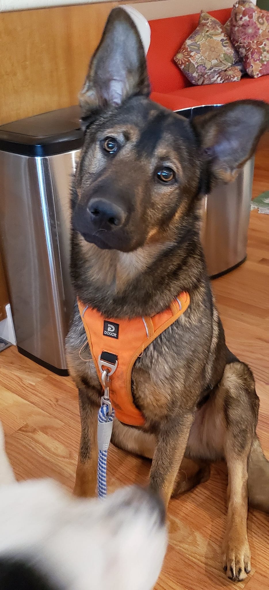 Finn