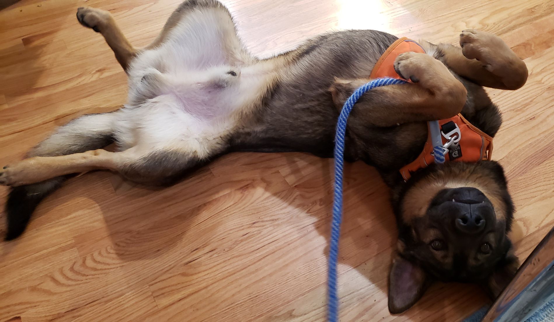 Finn