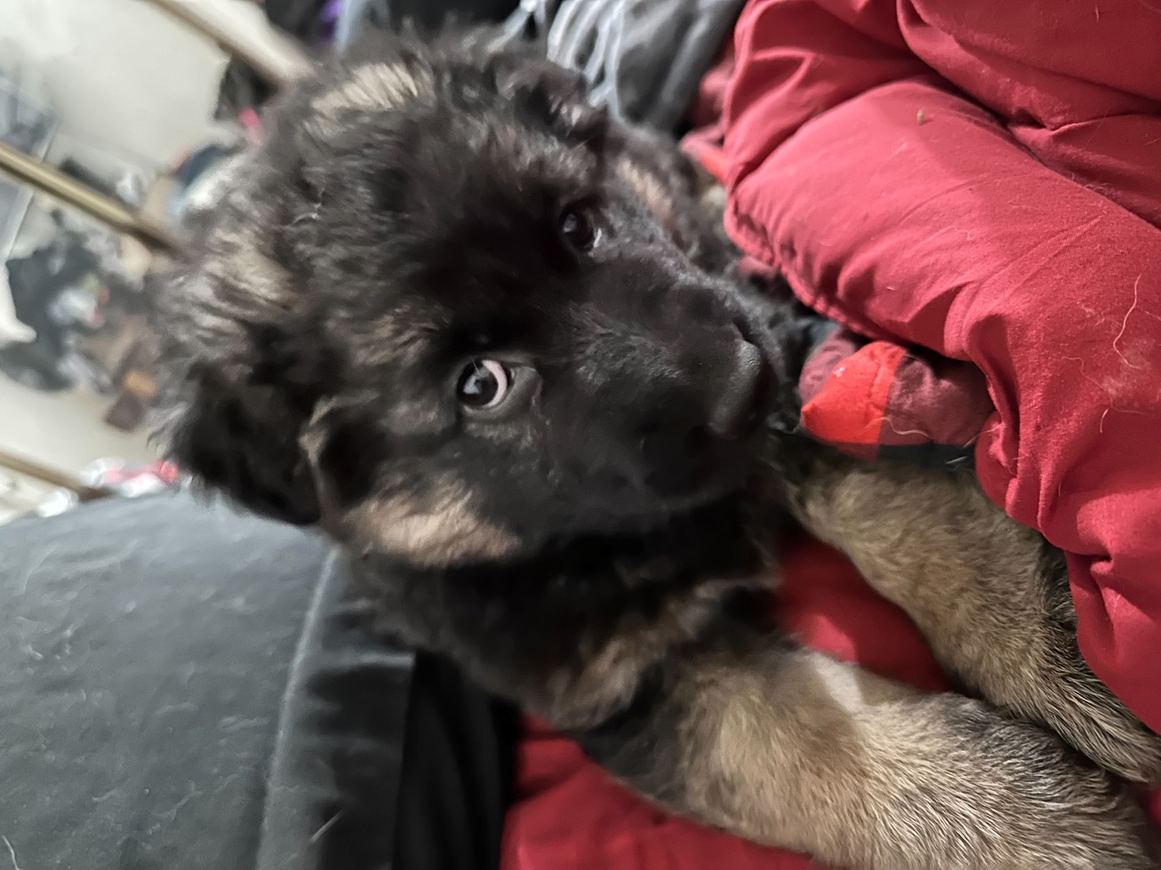 Nala