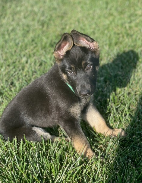 Gracie