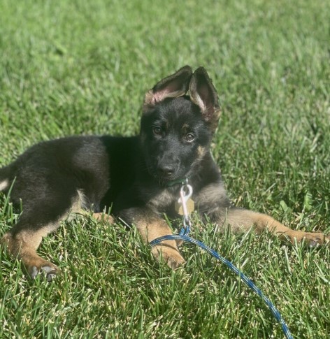 Gracie