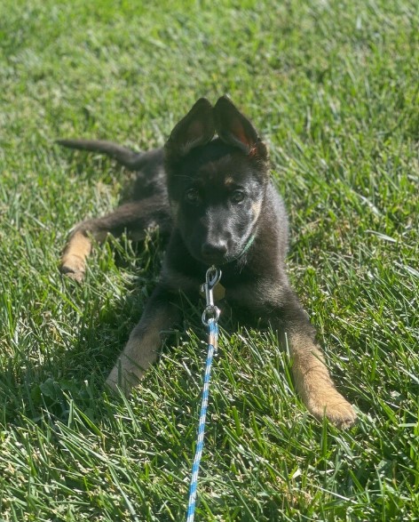 Gracie