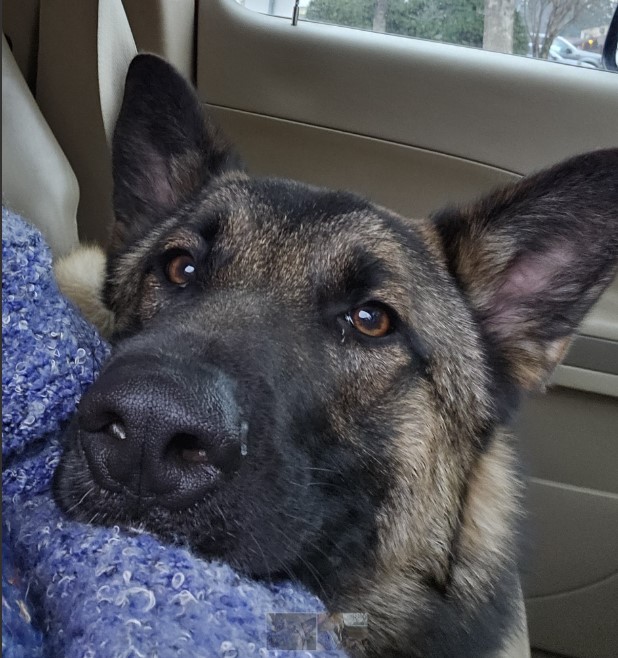 Eli (renamed to Kodi)