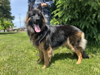 Kaya